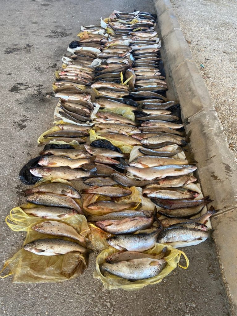 Запленети 139 парчиња охридска пастрмка, приведени две лица од Република Албанија