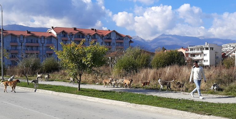 Струга останува без стационар за бездомни кучиња – Советот не ја усвои физибилити студијата
